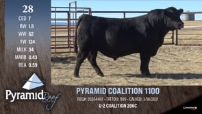 Lot #28 - PYRAMID COALITION 1100