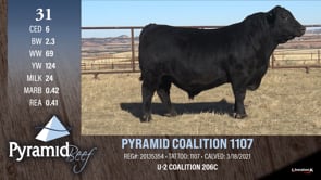 Lot #31 - PYRAMID COALITION 1107