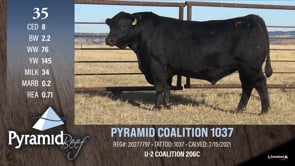 Lot #35 - PYRAMID COALITION 1037
