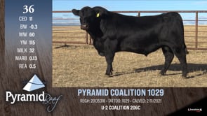 Lot #36 - PYRAMID COALITION 1029