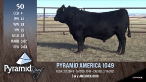 Lot #50 - PYRAMID AMERICA 1049