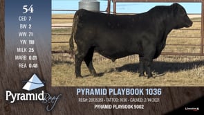 Lot #54 - PYRAMID PLAYBOOK 1036