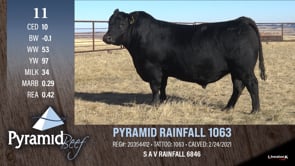 Lot #11 - PYRAMID RAINFALL 1063