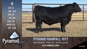Lot #9 - PYRAMID RAINFALL 1077