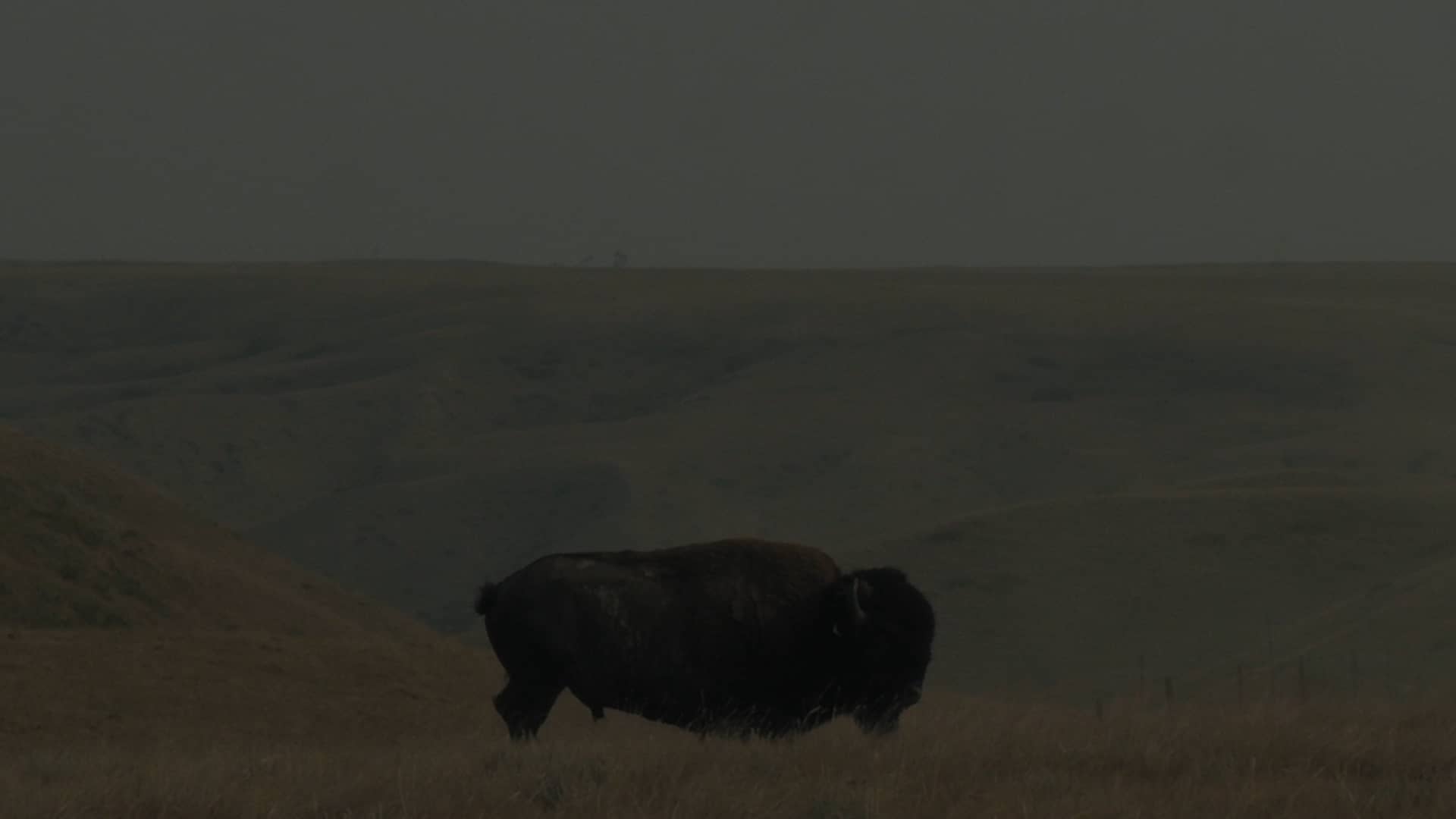 All Among The Bison