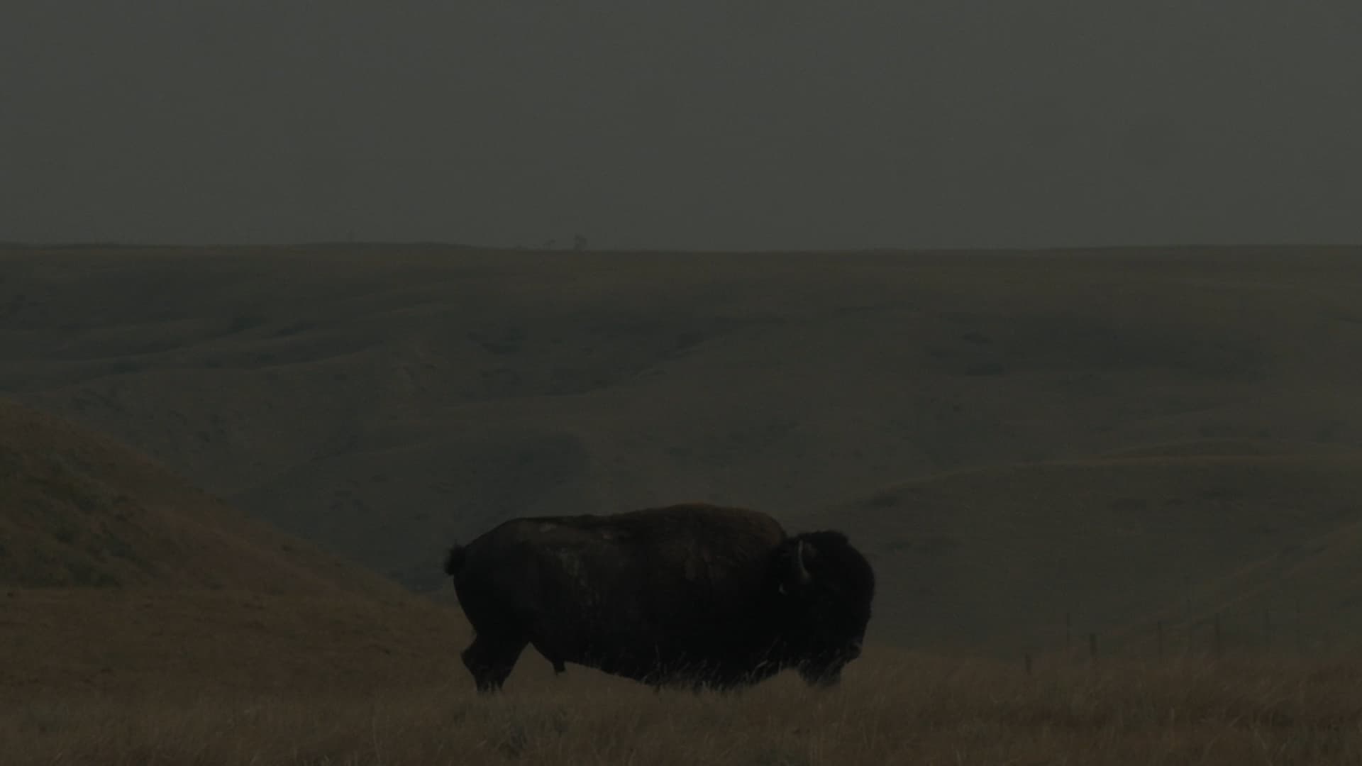 All Among The Bison