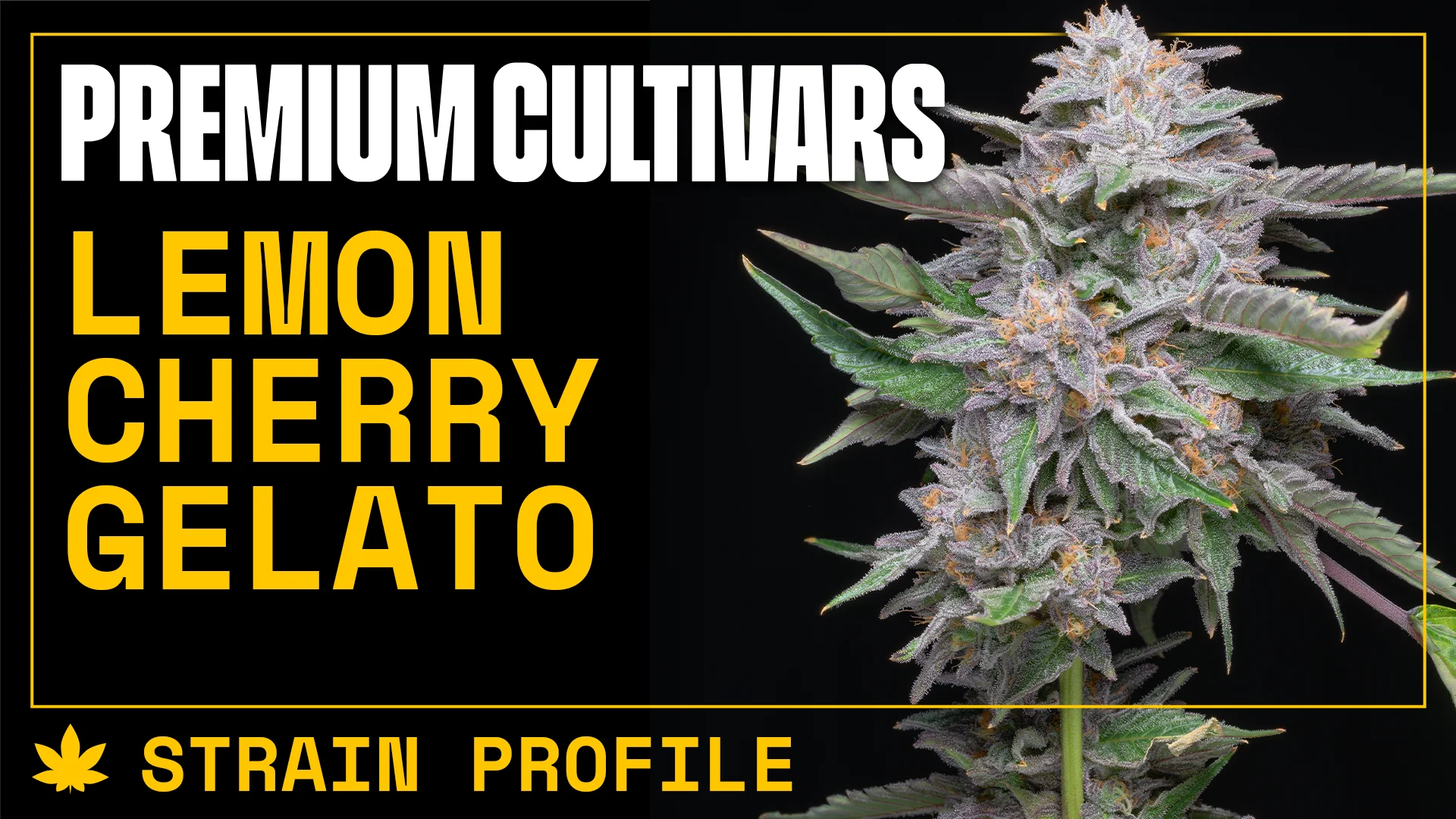 Lemon Cherry Gelato Seeds – Premium Cultivars