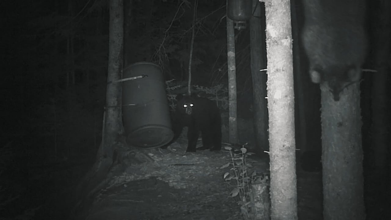 Black Bear & Racoon