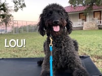 Poodle - Lou (Lucy)