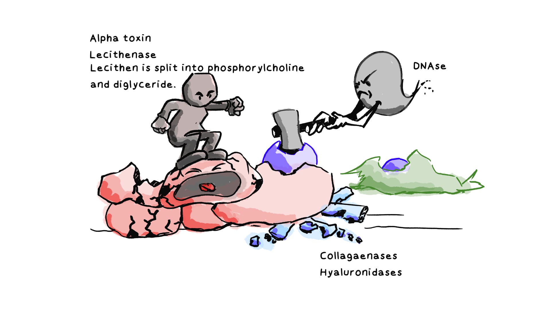 Clostridium Perfringens