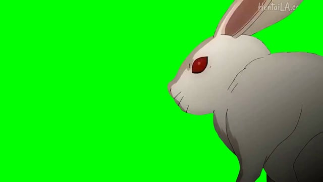 Rabbit Coney Cottontail Free video on Pixabay