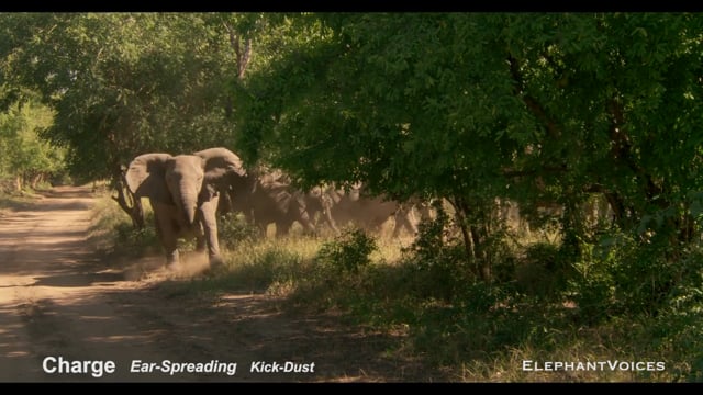 Charge. Context: Attacking & Mobbing (11)