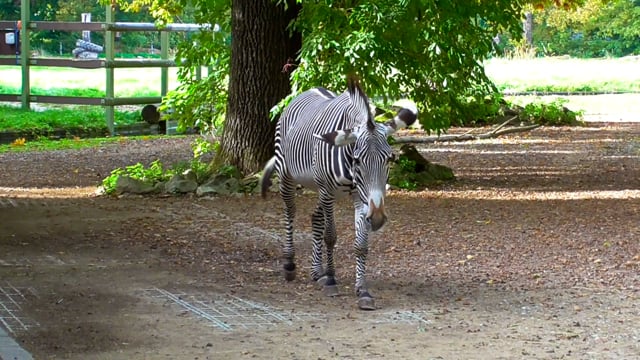 20+ Free Zebras & Zebra Videos, HD & 4K Clips - Pixabay 20+ Free Zebras & Zebra Videos, HD & 4K Clips - Pixabay