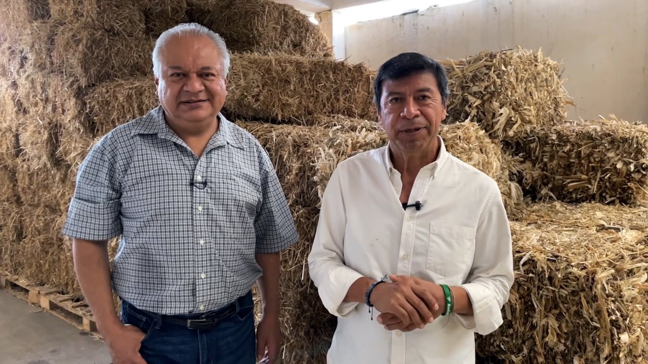 Producción de Hongos Setas