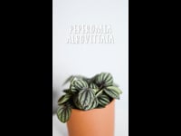 Cuidados Peperomia Albovittata