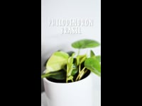 Cuidados Philodendron Brasil