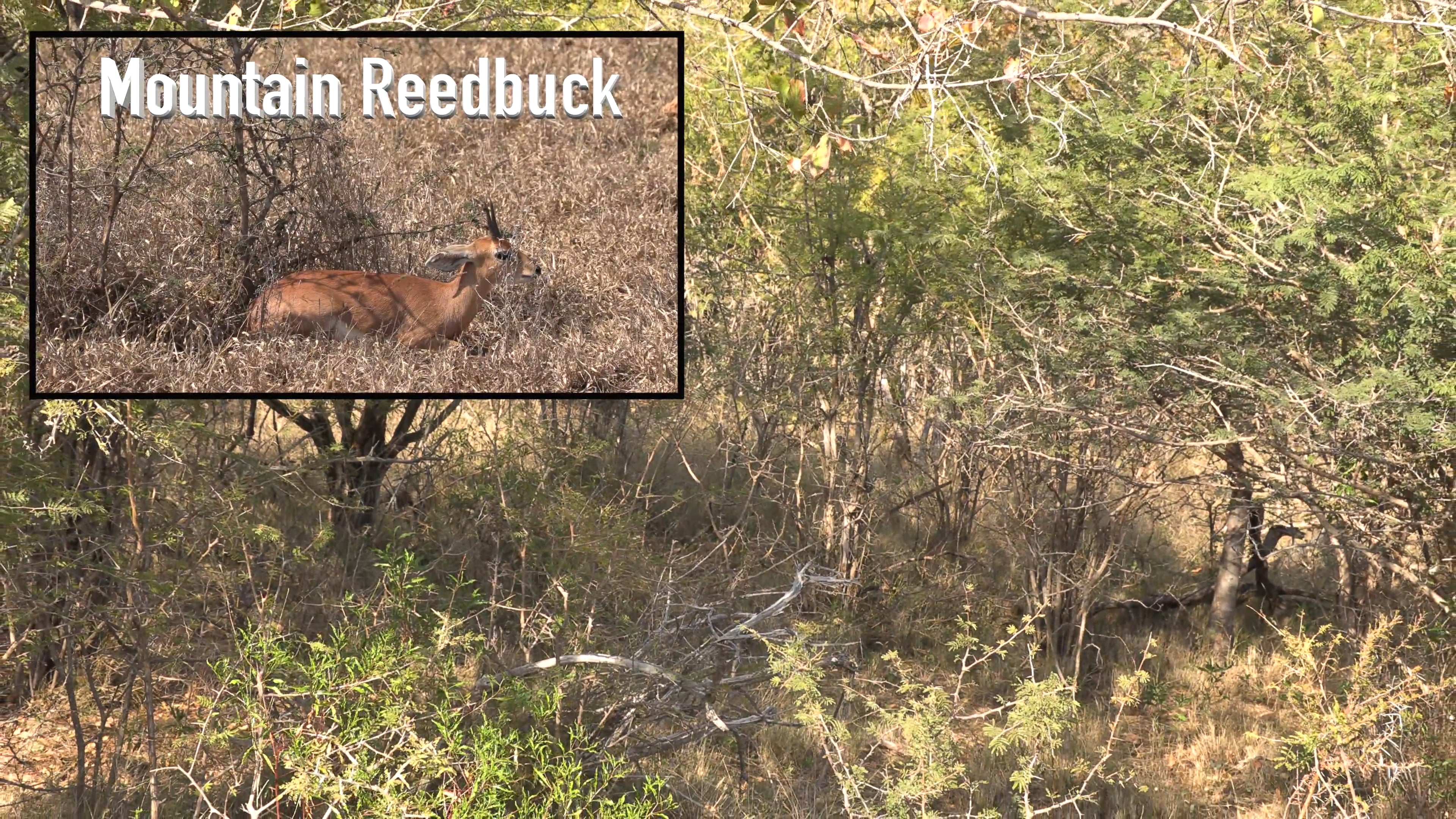 Symons African Safaris - Season 1 - Episode 4 - Hunting the Rock Jumper ...