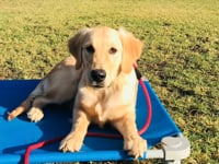 Golden Retriever - Maple