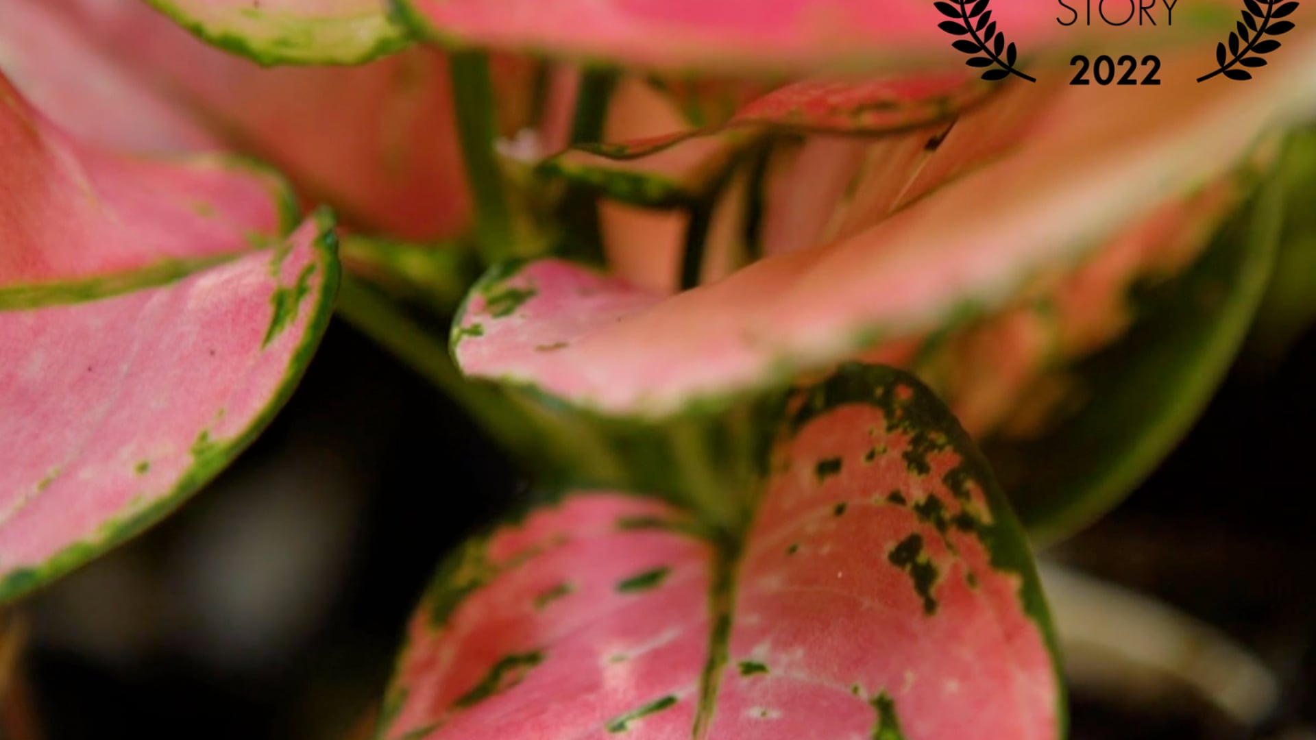 ThePlantChica - Best Story Winner at PlantPop Film Festival