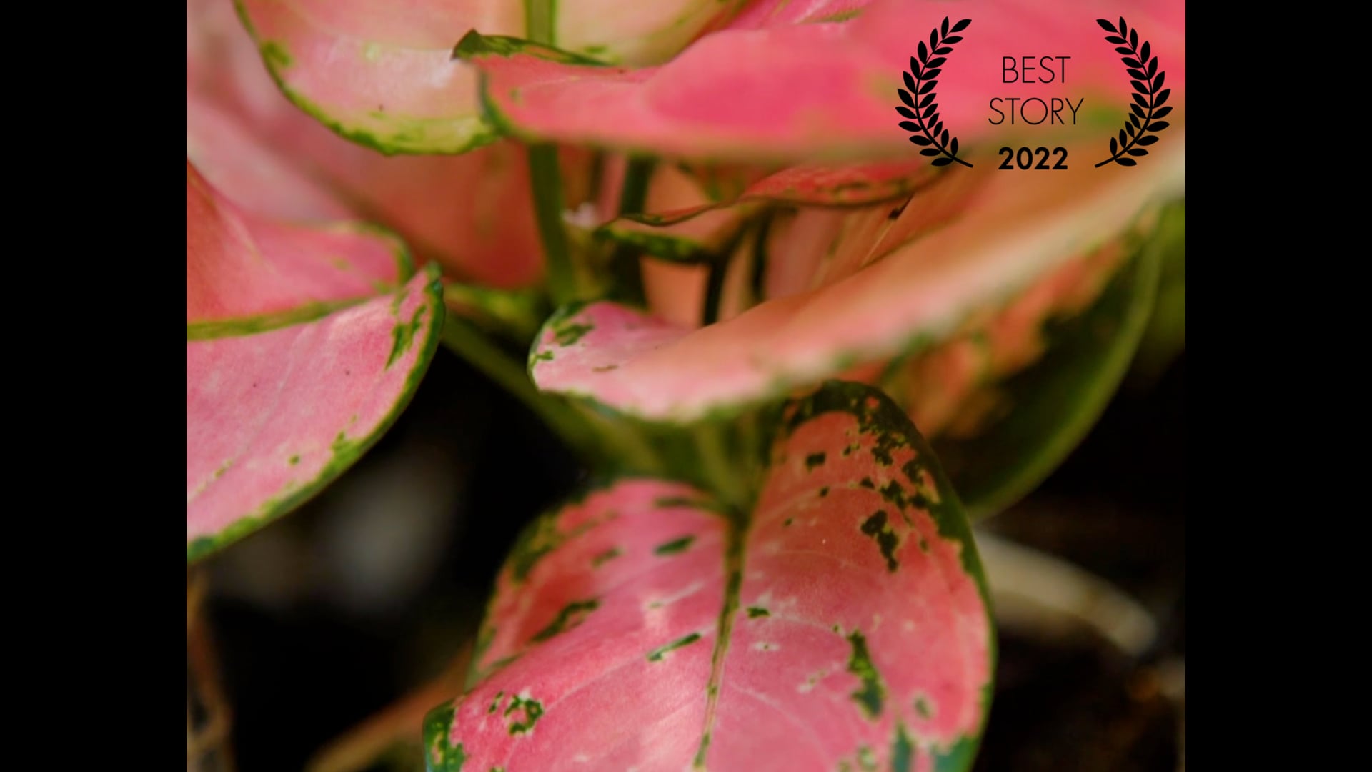 ThePlantChica - Best Story Winner at PlantPop Film Festival