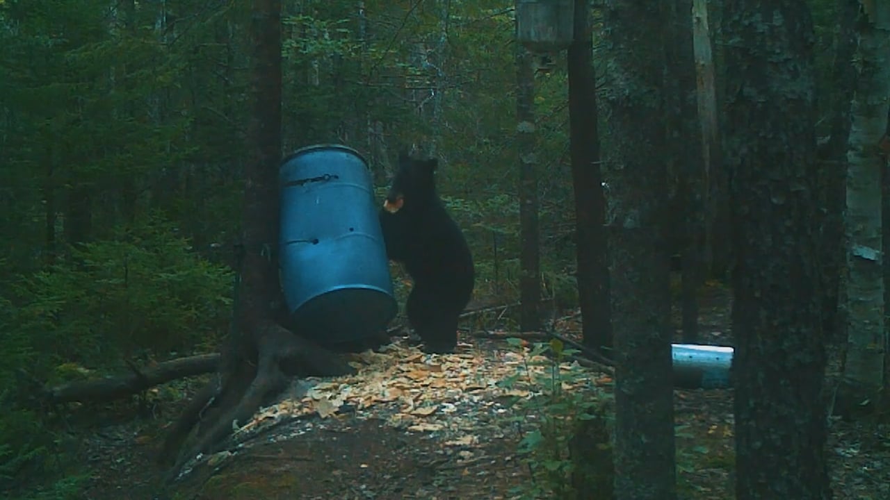Black Bear