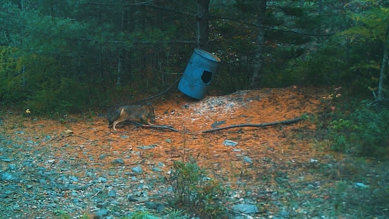Cautious Wolf