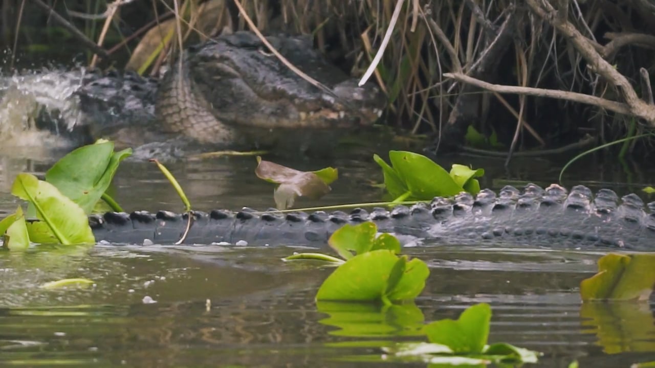 Fighting Alligators