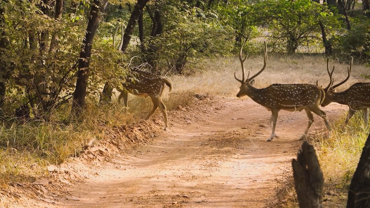 Axis Deer