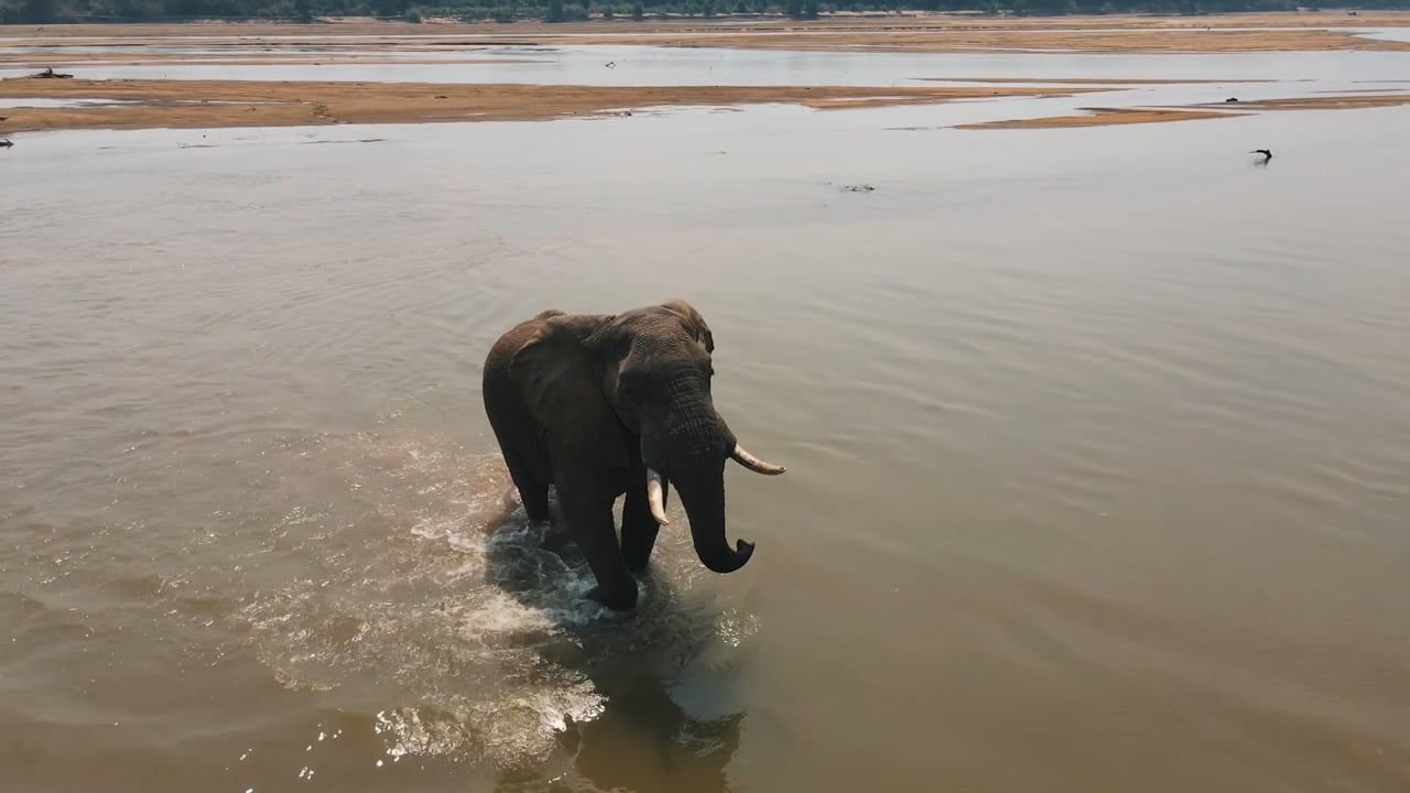 Big Elephant Bull