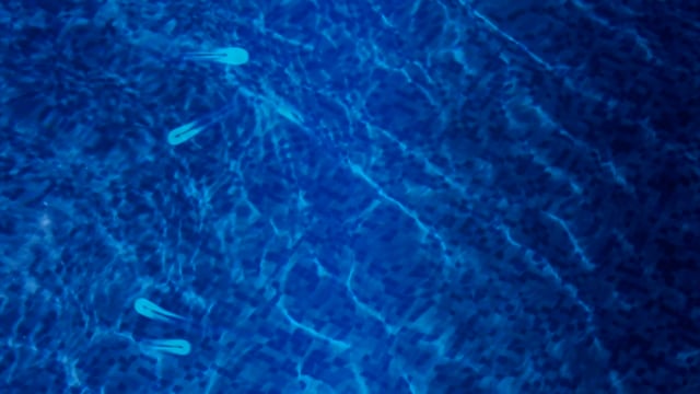 Fish Particles 鱼 粒子 水下 - Free video on Pixabay