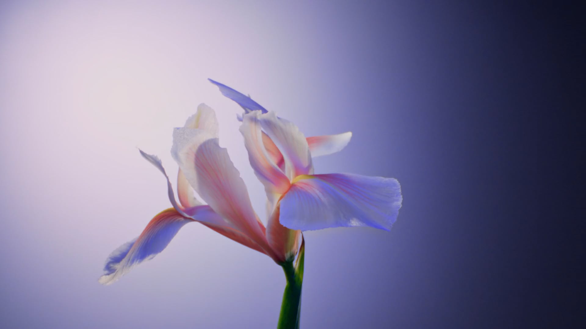 Vimeo video thumbnails