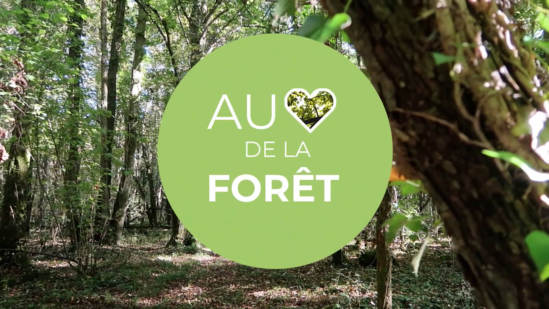 Au cœur de la forêt - les besoins d'un arbre on Vimeo