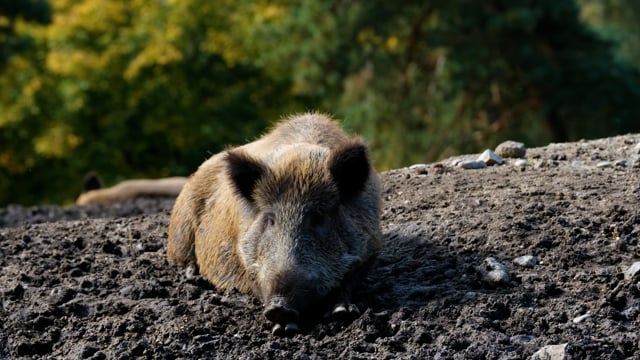 Wild Boar Pig Mammal Farm - Free video on Pixabay