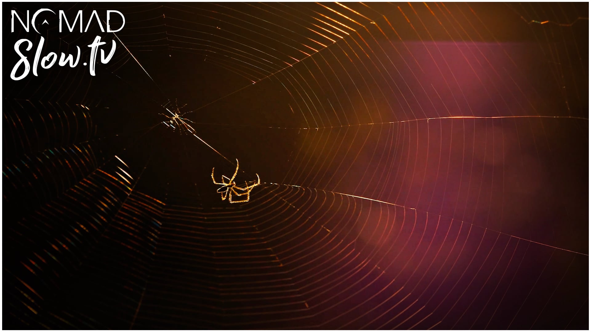 Spider Spinning Web