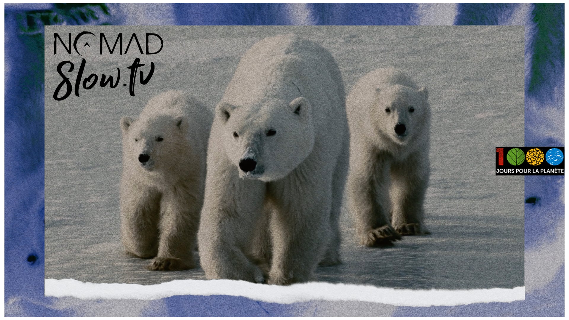 Polar Bears - 1000 jours pour la planete