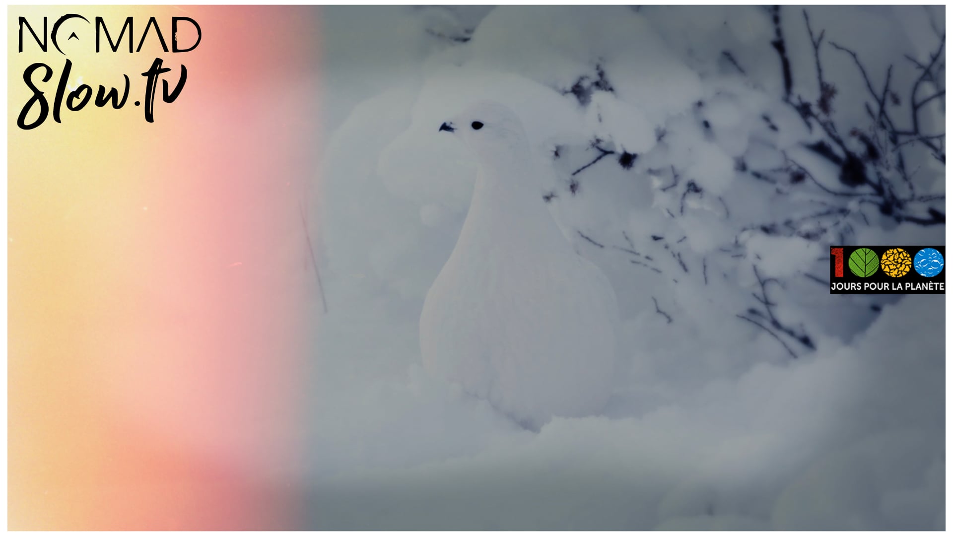 Ptarmigans and Rabbit by Northern Town - 1000 jours pour la planete