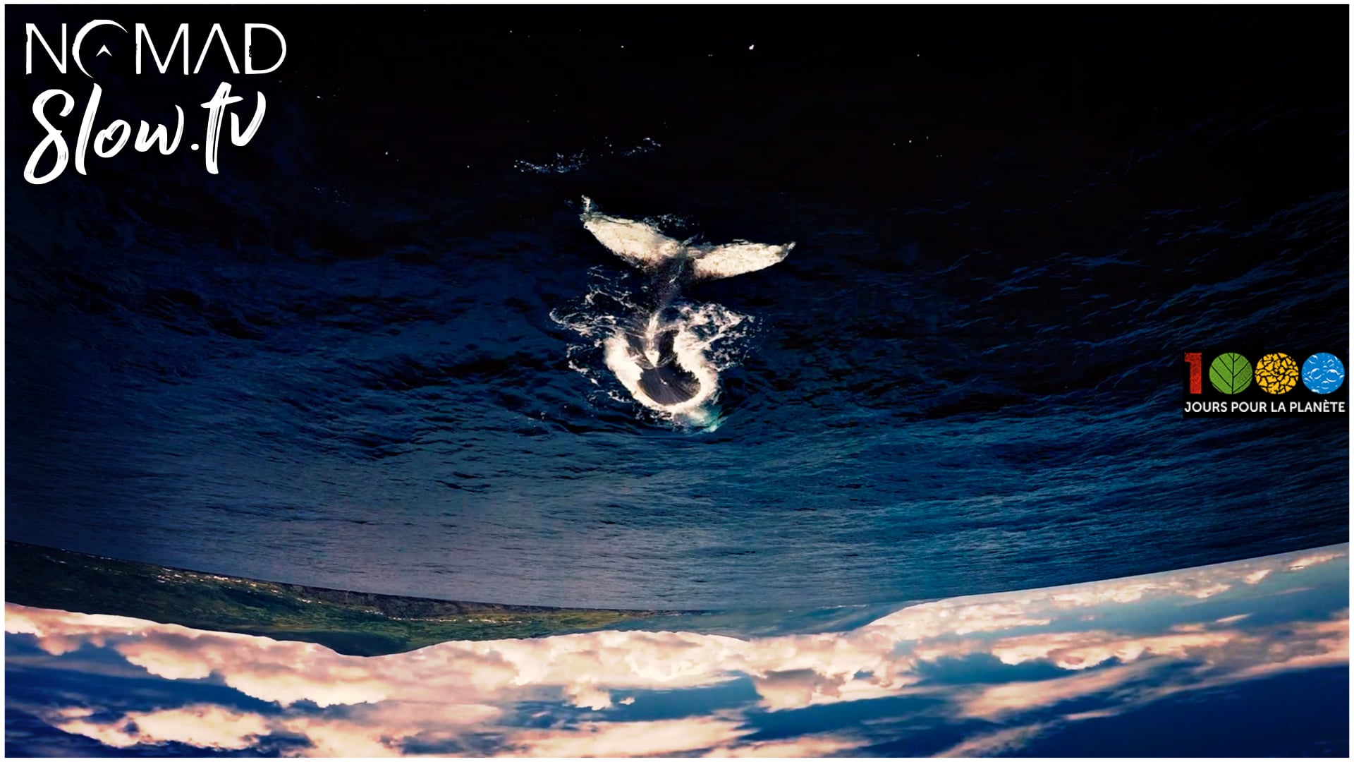 Humpback Whales Singing - 1000 jours pour la planete