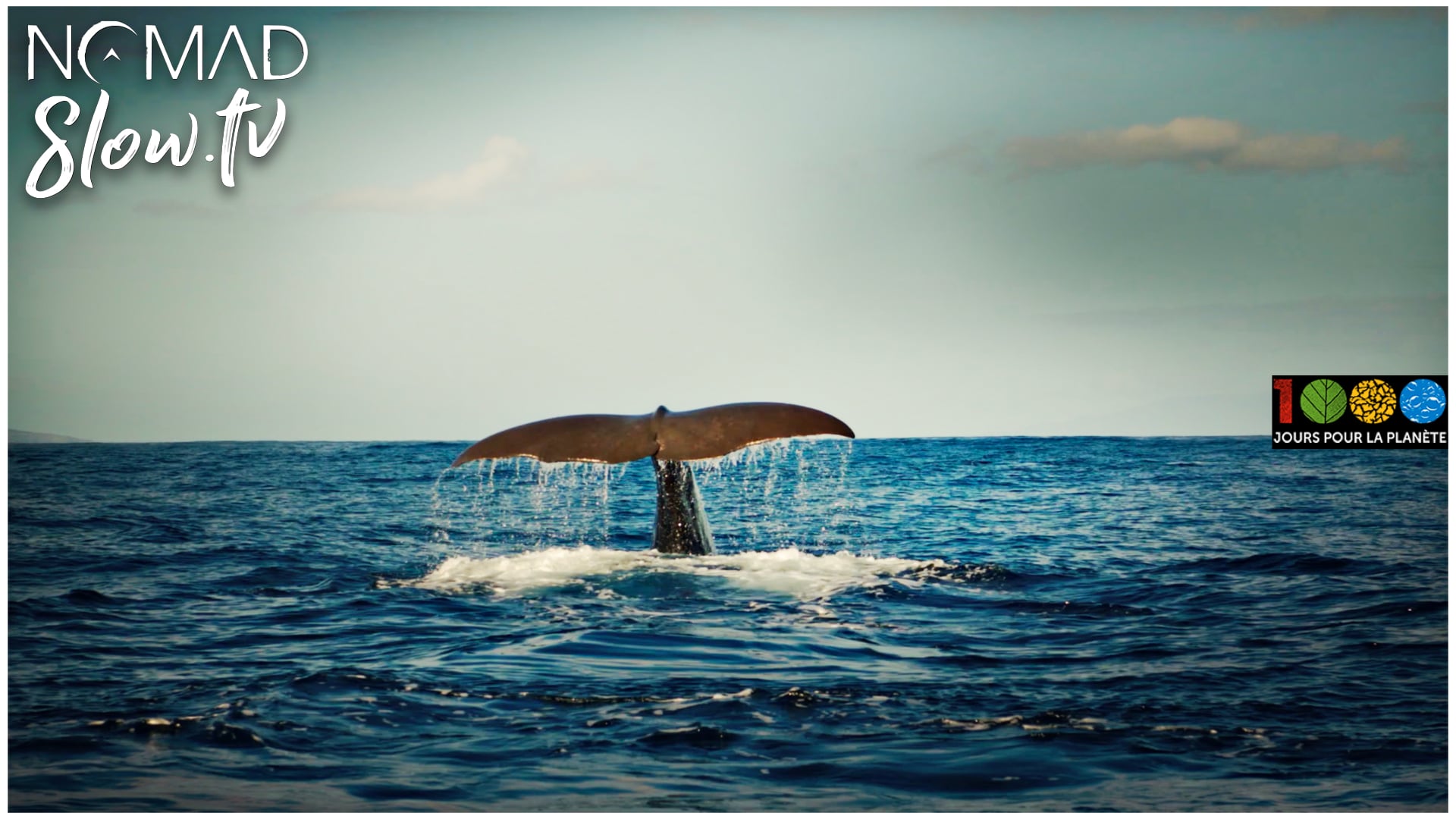 Baleines - 1000 jours pour la planète - slow tv