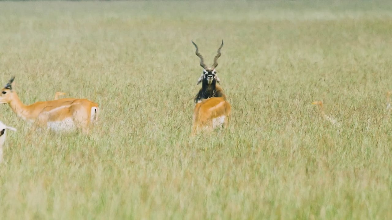 Blackbuck Gallop