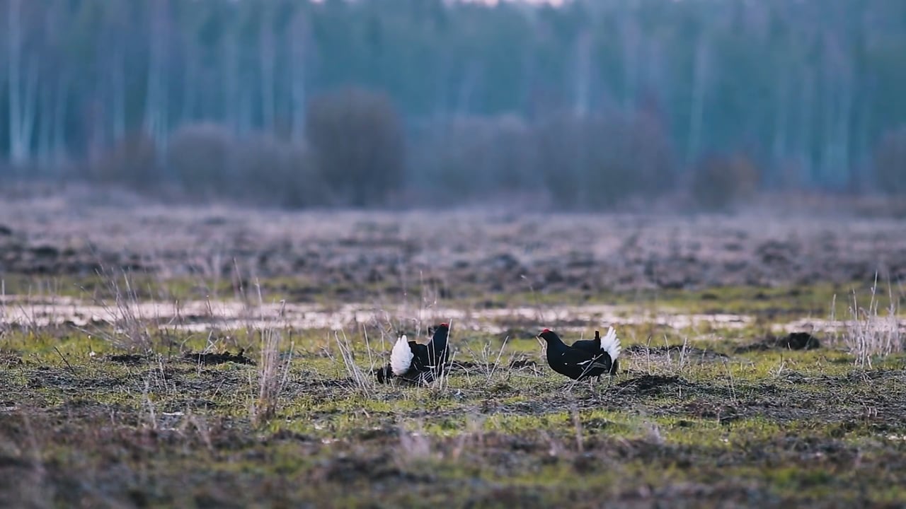 Black Grouse Stand-off