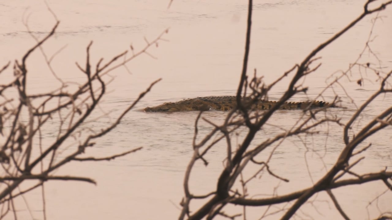 Slow moving Crocodile