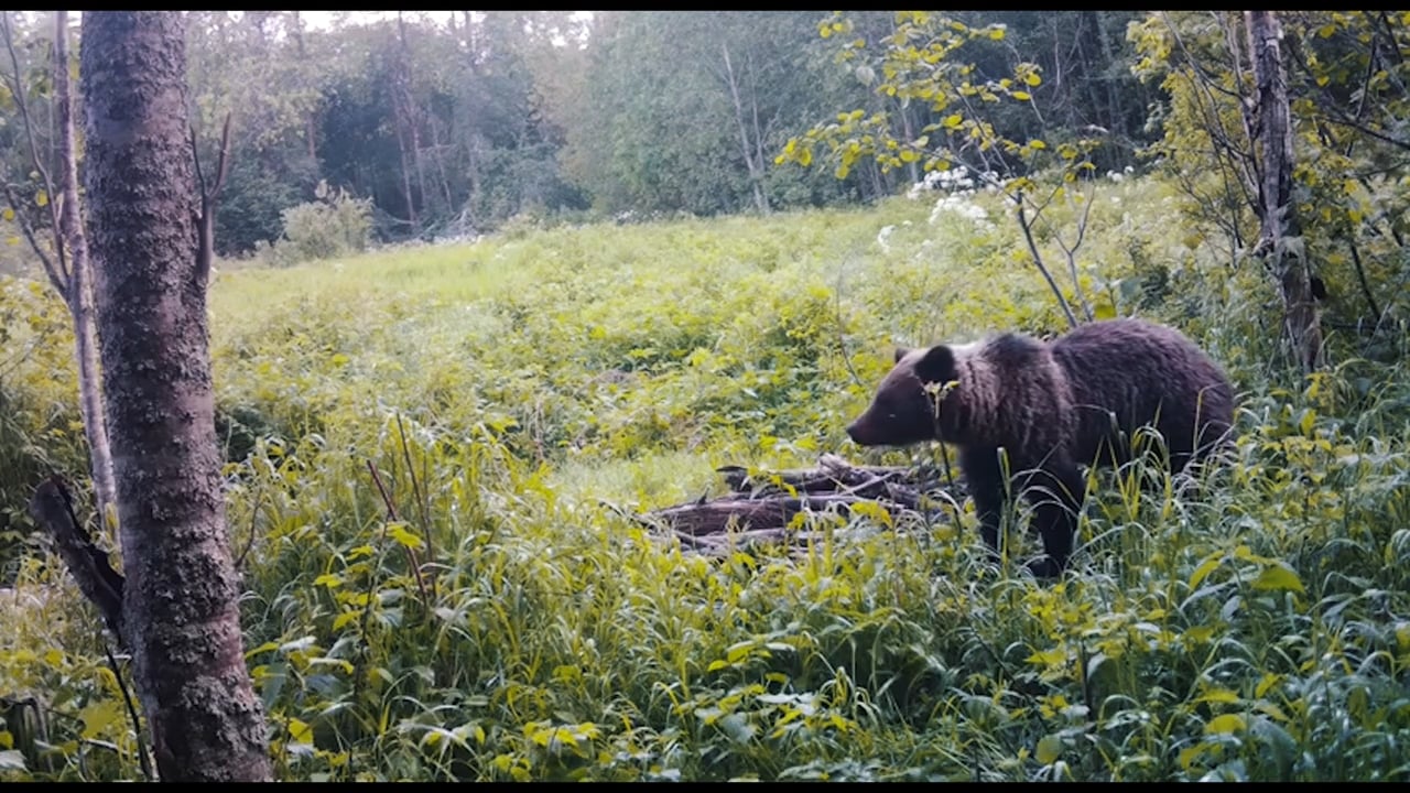 Brown Bear