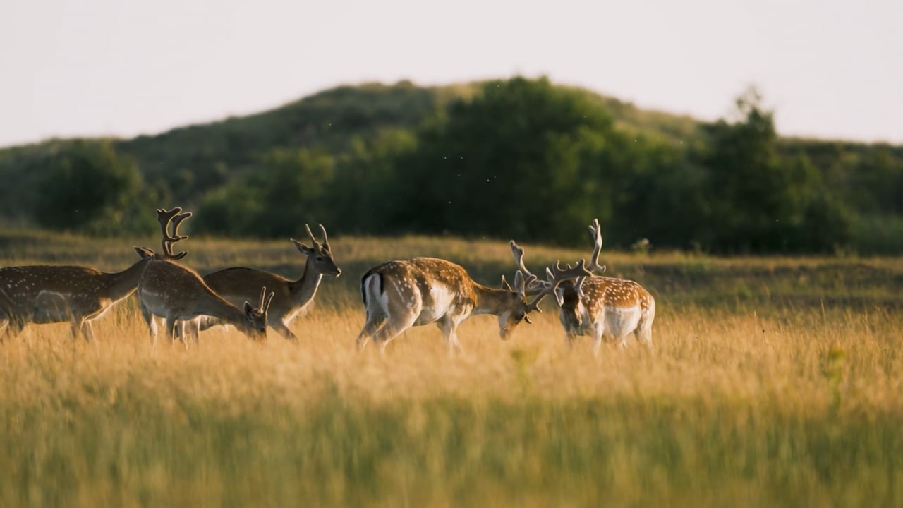 Fallow Deer sparring