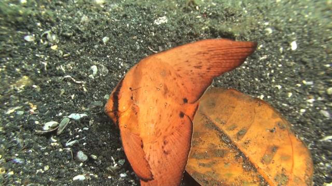 Circular Batfish - Juvenile