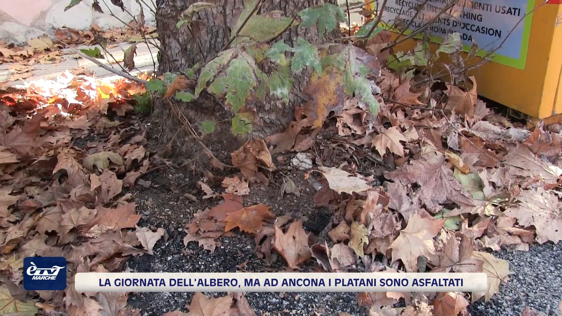 La Giornata dell'albero, ma ad Ancona i platani sono asfaltati - VIDEO
