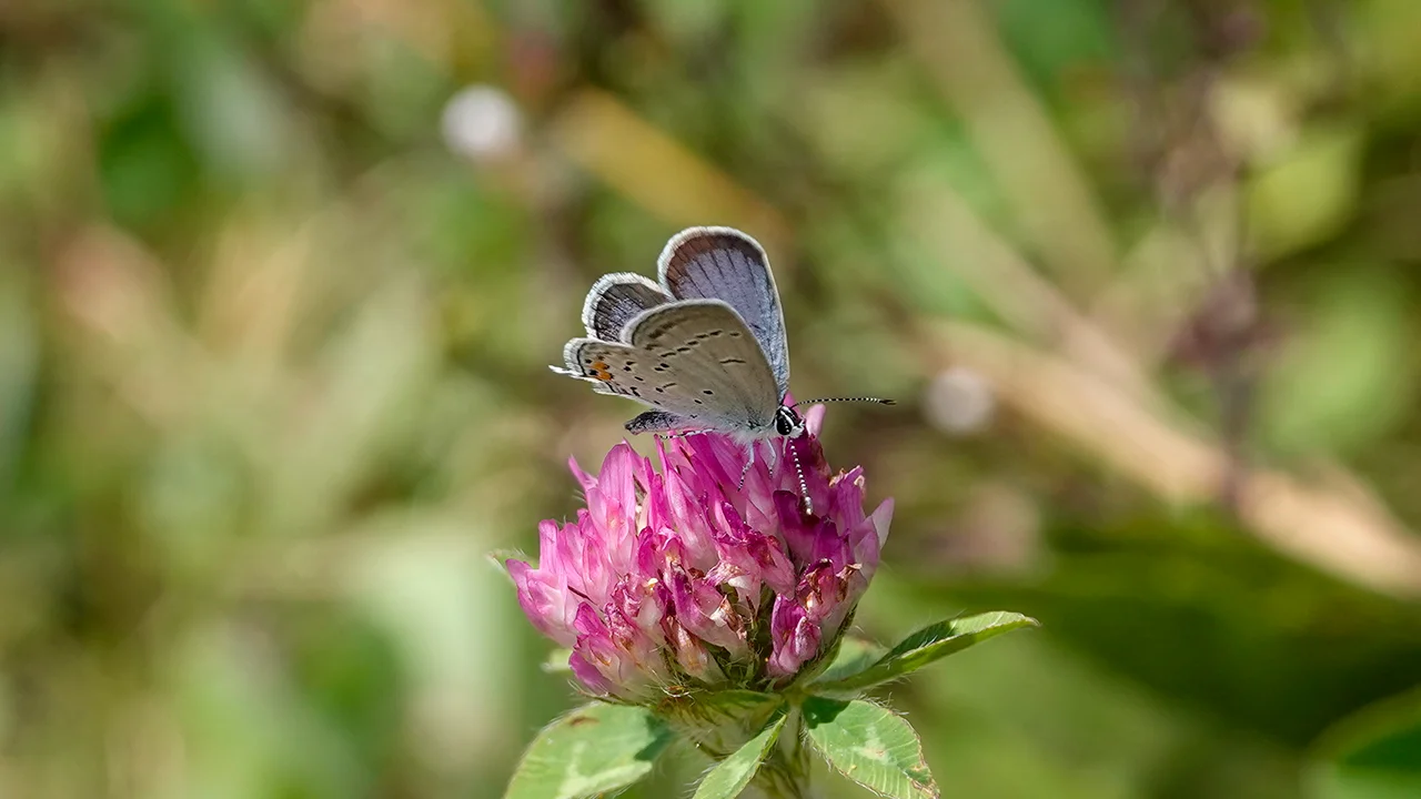 Eastern Tailed-Blue (20 August 2022), image size:1280x720
