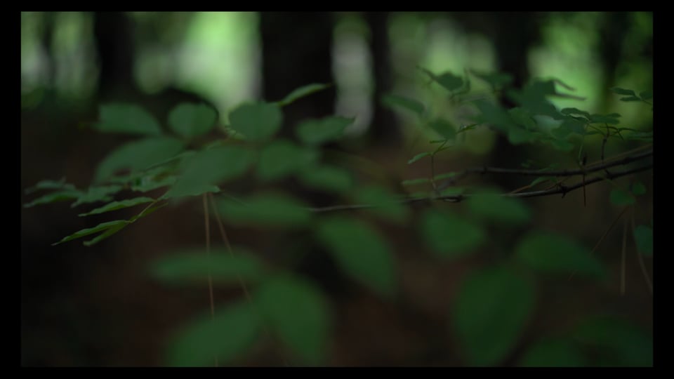 gestures toward Plant Vision