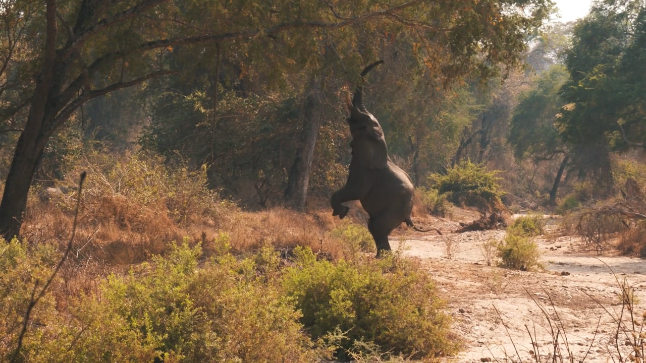Elephant Jumping