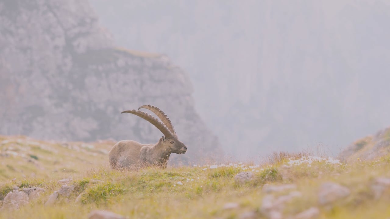 Ibex Browsing