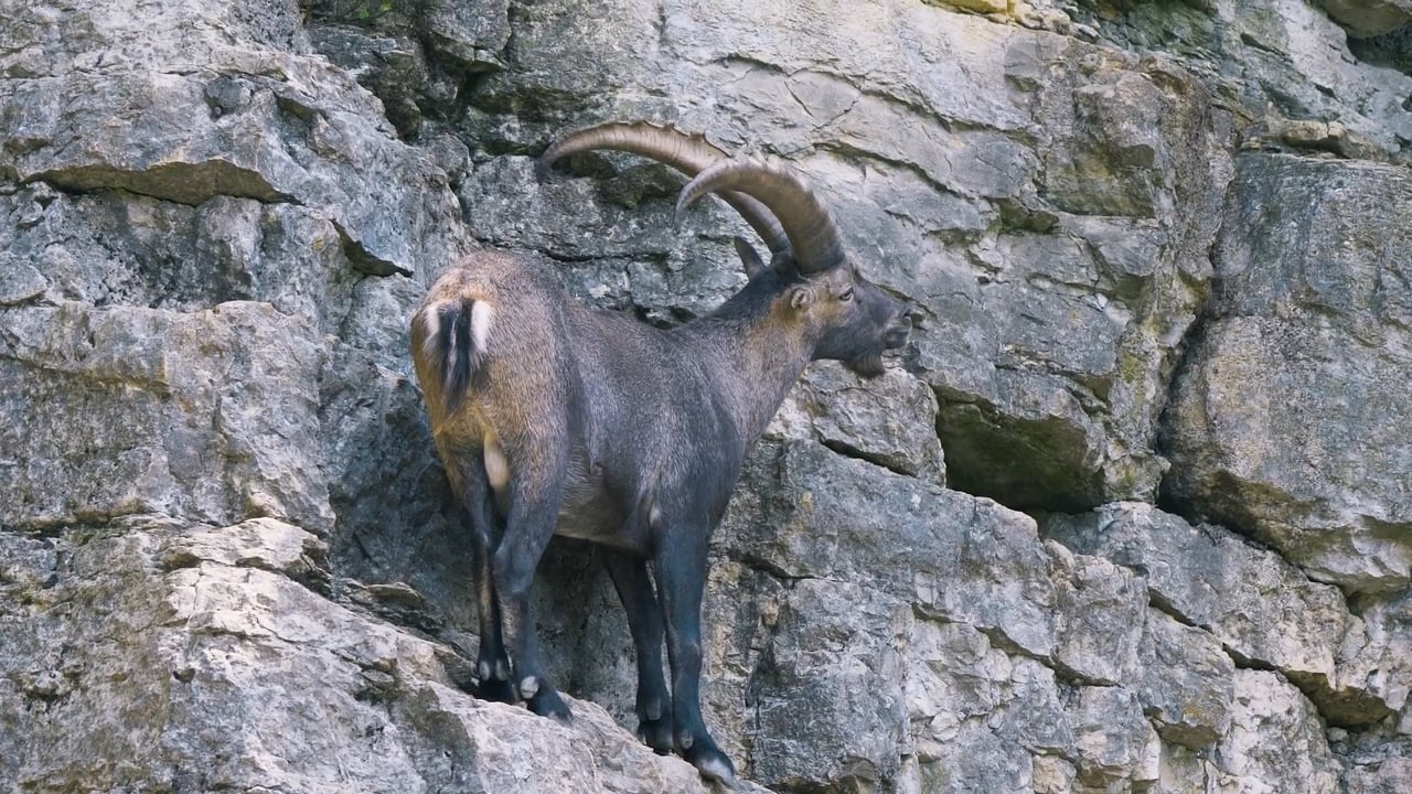 Ibex Family